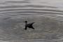 (c) Copyright - Raphael Kessler 2014 - Peru - Paracas - bird 1