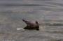 (c) Copyright - Raphael Kessler 2014 - Peru - Paracas - bird 2