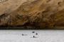 (c) Copyright - Raphael Kessler 2014 - Peru - Paracas - black dolphins
