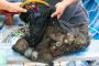 (c) Copyright - Raphael Kessler 2014 - Peru - Paracas - retrieved scallops