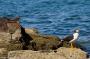 (c) Copyright - Raphael Kessler 2014 - Peru - Paracas - birds 7