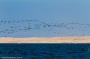 (c) Copyright - Raphael Kessler 2014 - Peru - Paracas - flock 1