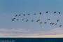 (c) Copyright - Raphael Kessler 2014 - Peru - Paracas - flock 3