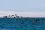 (c) Copyright - Raphael Kessler 2014 - Peru - Paracas - flock 4