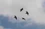 (c) Copyright - Raphael Kessler 2014 - Peru - Paracas - Pelicans circling