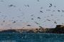 (c) Copyright - Raphael Kessler 2014 - Peru - Paracas - feeding frenzy 2