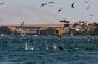 (c) Copyright - Raphael Kessler 2014 - Peru - Paracas - feeding frenzy 3