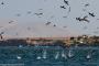 (c) Copyright - Raphael Kessler 2014 - Peru - Paracas - feeding frenzy 4