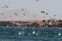 (c) Copyright - Raphael Kessler 2014 - Peru - Paracas - feeding frenzy 6