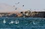 (c) Copyright - Raphael Kessler 2014 - Peru - Paracas - feeding frenzy 7