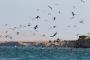 (c) Copyright - Raphael Kessler 2014 - Peru - Paracas - feeding frenzy 8