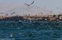 (c) Copyright - Raphael Kessler 2014 - Peru - Paracas - feeding frenzy 10