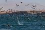 (c) Copyright - Raphael Kessler 2014 - Peru - Paracas - feeding frenzy 11