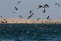 (c) Copyright - Raphael Kessler 2014 - Peru - Paracas - feeding frenzy 13