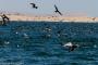 (c) Copyright - Raphael Kessler 2014 - Peru - Paracas - feeding frenzy 14