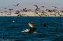 (c) Copyright - Raphael Kessler 2014 - Peru - Paracas - feeding frenzy 15