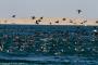 (c) Copyright - Raphael Kessler 2014 - Peru - Paracas - feeding frenzy 16