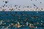 (c) Copyright - Raphael Kessler 2014 - Peru - Paracas - feeding frenzy 17