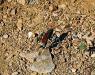 (c) Copyright - Raphael Kessler 2011 - Peru - Choquekirao - Insect
