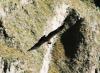 (c) Copyright - Raphael Kessler 2011 - Peru - Colca Canyon - Condor