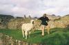(c) Copyright - Raphael Kessler 2011 - Peru - Macchu Picchu - Llama wrestling