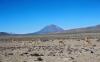 (c) Copyright - Raphael Kessler 2011 - Peru - Colca Canyon - Vicuna
