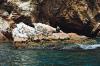(c) Copyright - Raphael Kessler 2011 - Peru - Ballestas Islands - Bull sealion and Peruvian booby