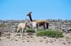 (c) Copyright - Raphael Kessler 2011 - Peru - Colca Canyon - Vicuna mother and kid