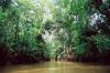 (c) Copyright - Raphael Kessler 2011 - Venezuela - Orinoco Delta - Mangroves